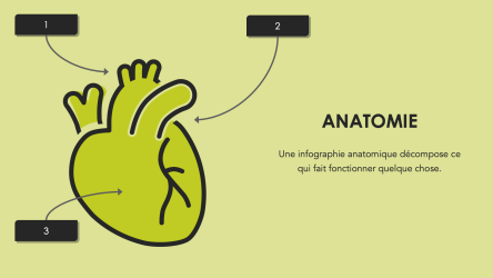 types_documents_infographiques_anatomie
